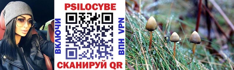 Галлюциногенные грибы Psilocybe Новомосковск